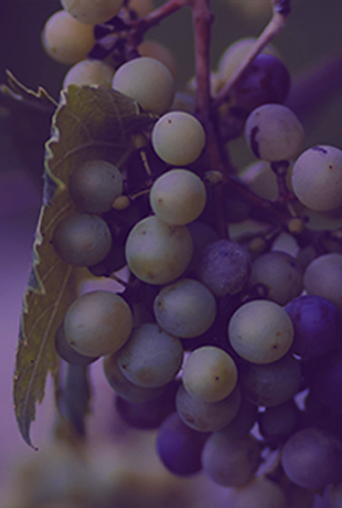 Каталог вин Grape 2020