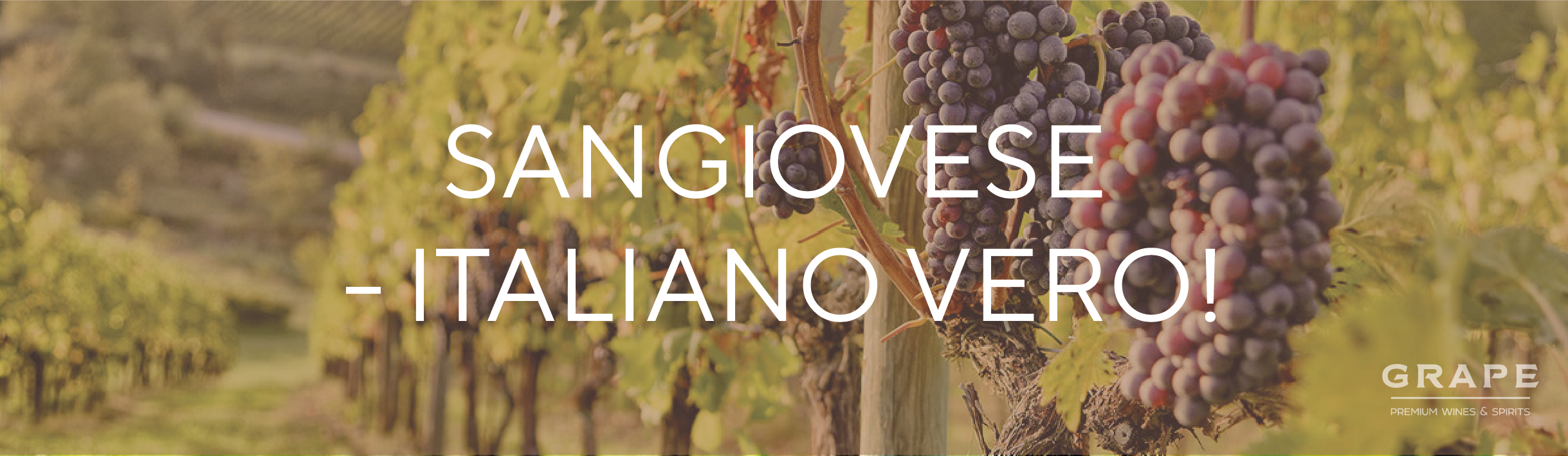 Sangiovese – Italiano vero!